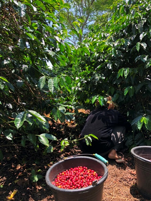 カフェインレス・メキシコ